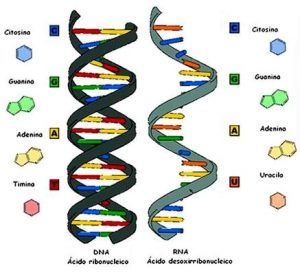 Epigenetica La Riscoperta Della Visione Geothiana Della Vita L