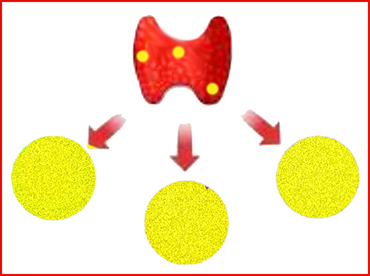 La tiroide e le tre ghiandole ormonali