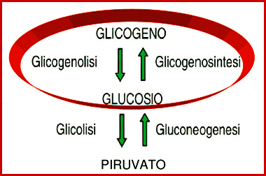 glicogenosintesi
