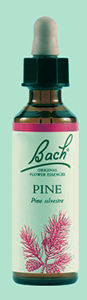 Pine Bach