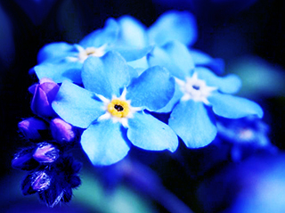 myosotis 