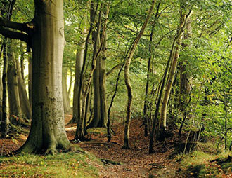 Bosco di faggi