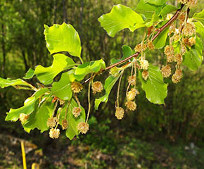 I fiori del faggio