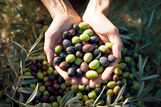 Raccolta delle olive