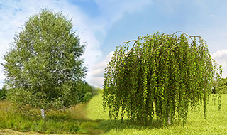 Betula pubescens e Betula pendula