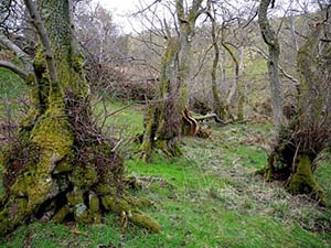 Bosco di vecchi Ontani