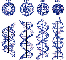 DNA