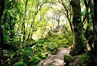 Il “bagno nella foresta”