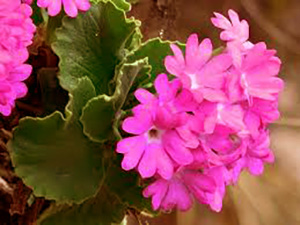 Primula Irsuta